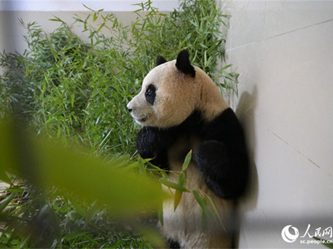 歡迎旅韓大熊貓“福寶”回家