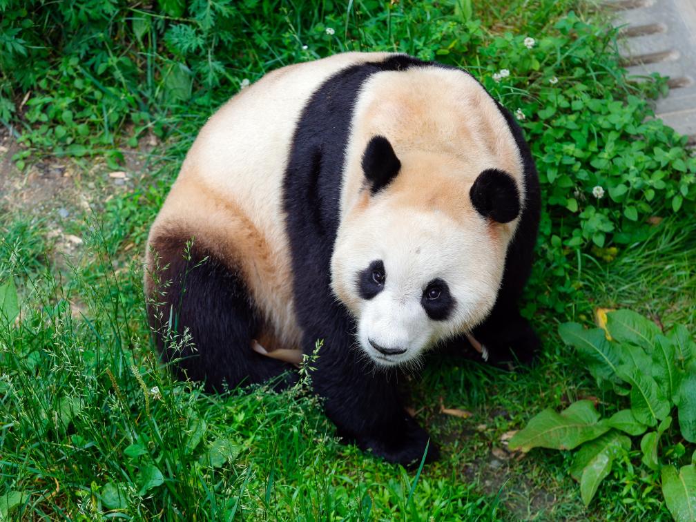 5月27日，大熊猫“福宝”在中国大熊猫保护研究中心卧龙神树坪基地的繁育园里活动。新华社记者 沈伯韩 摄