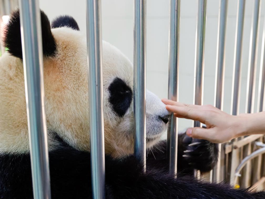 5月27日，在中國大熊貓保護研究中心臥龍神樹坪基地的繁育園，大熊貓“福寶”的飼養員徐翔在給“福寶”喂完窩窩頭后輕輕撫摸它的鼻子，以增進感情。新華社記者 沈伯韓 攝