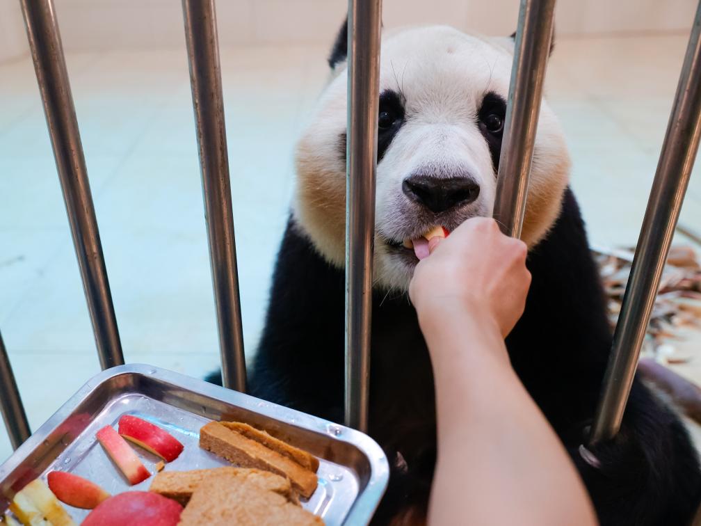 5月27日，在中國大熊貓保護研究中心臥龍神樹坪基地的繁育園，大熊貓“福寶”的飼養員徐翔在給“福寶”喂蘋果。新華社記者 沈伯韓 攝