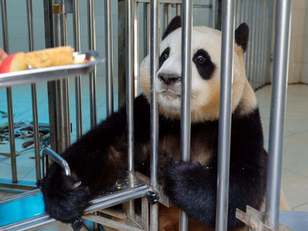 5月27日，在中國大熊貓保護研究中心臥龍神樹坪基地的繁育園，大熊貓“福寶”等待被喂食。新華社記者 沈伯韓 攝