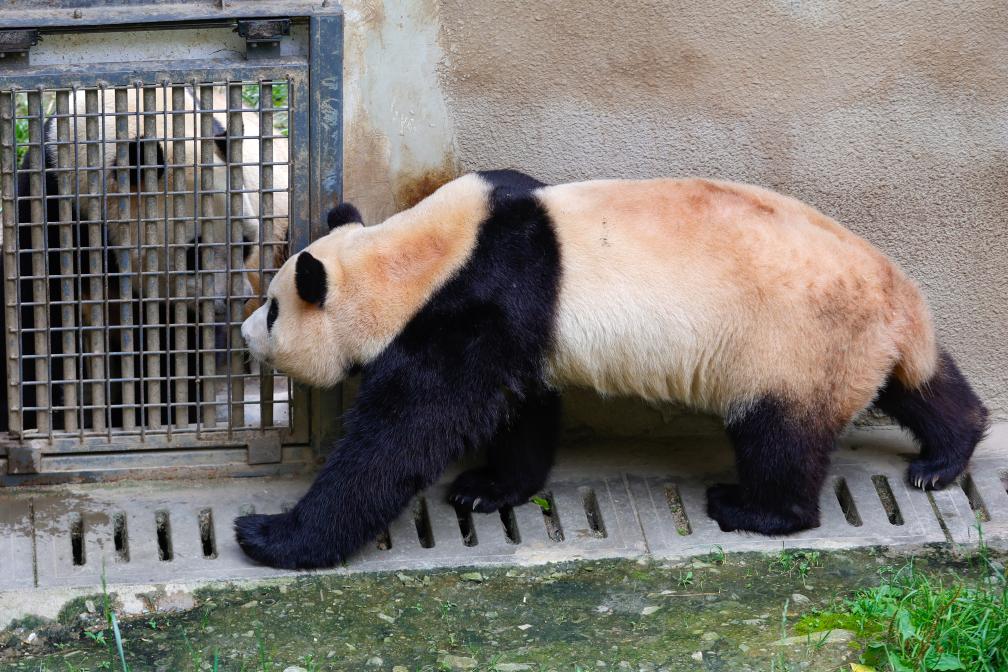 5月27日，在中國大熊貓保護研究中心臥龍神樹坪基地的繁育園，大熊貓“福寶”（右）與鄰居“冰成”互相嗅聞，熟悉彼此的氣味，以進行交流。新華社記者 沈伯韓 攝