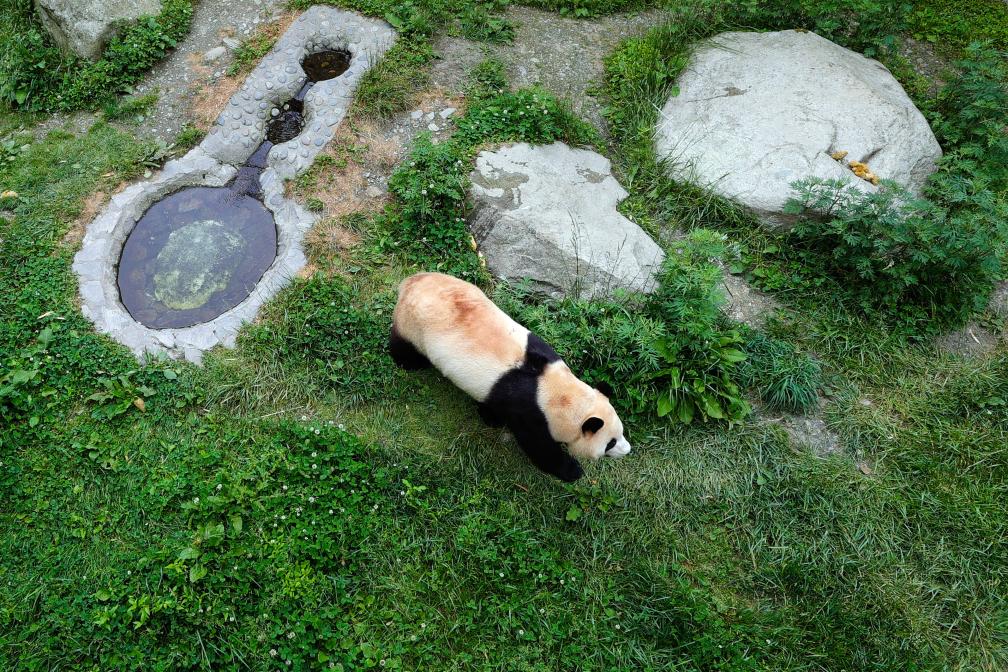 5月27日，大熊貓“福寶”在中國大熊貓保護研究中心臥龍神樹坪基地的繁育園裡活動。新華社記者 沈伯韓 攝