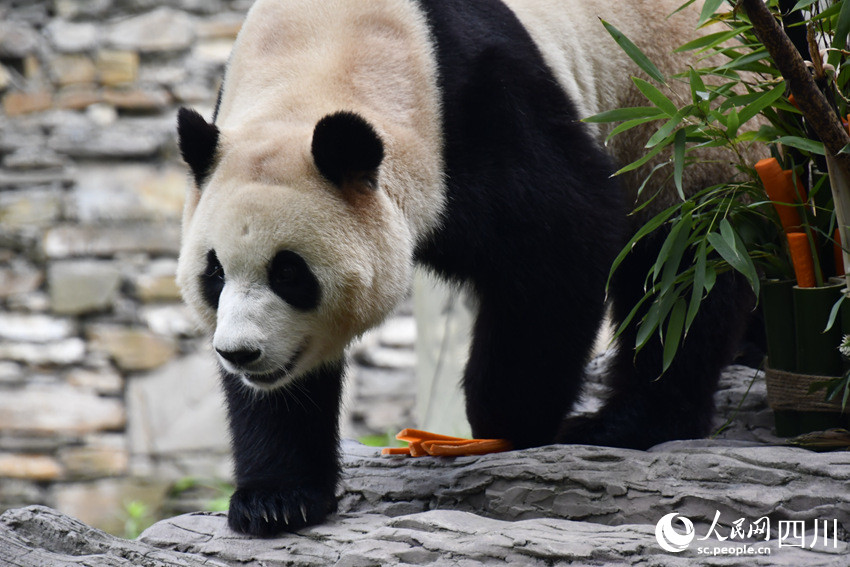 6月12日，大熊猫“福宝”正式与公众见面。人民日报记者 宋豪新摄