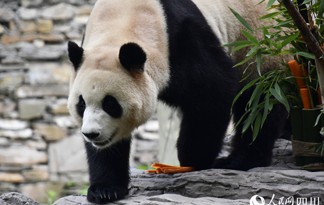 大熊猫“福宝”今日正式与公众见面
