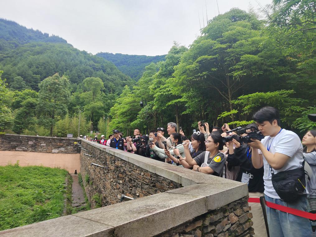 6月23日，韩国旅行商在中国大熊猫保护研究中心卧龙神树坪基地看望大熊猫“福宝”。新华社发