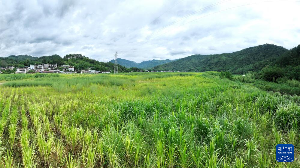 鏡頭連中外︱跨越山海 中國菌草在非洲大陸落地生根