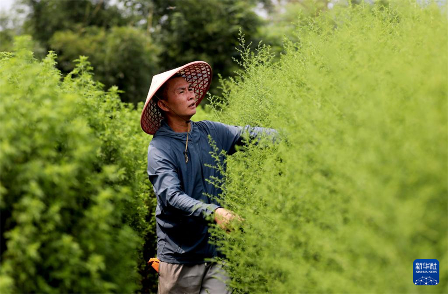 廣西山區“小草”惠澤非洲