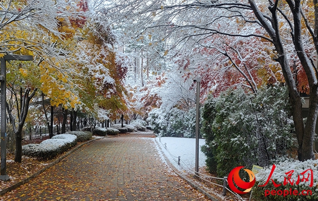 【组图】韩国迎来今冬首场降雪