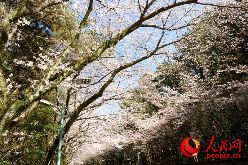 【组图】济州大学樱花路春意盎然【2】