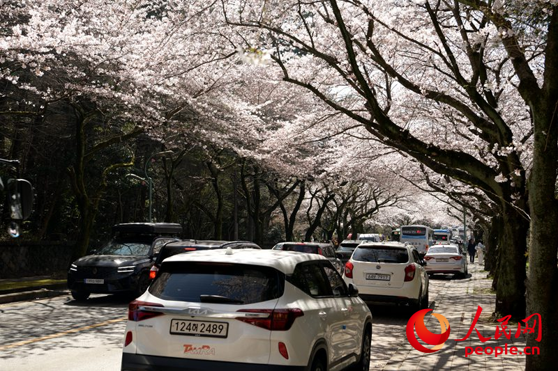【组图】济州大学樱花路春意盎然【4】