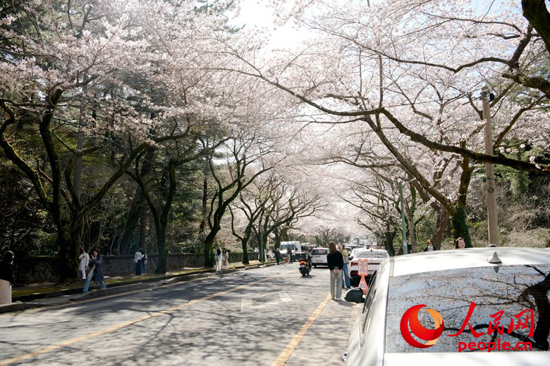 【组图】济州大学樱花路春意盎然【7】