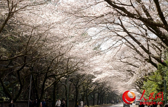 【組圖】濟州大學櫻花路春意盎然