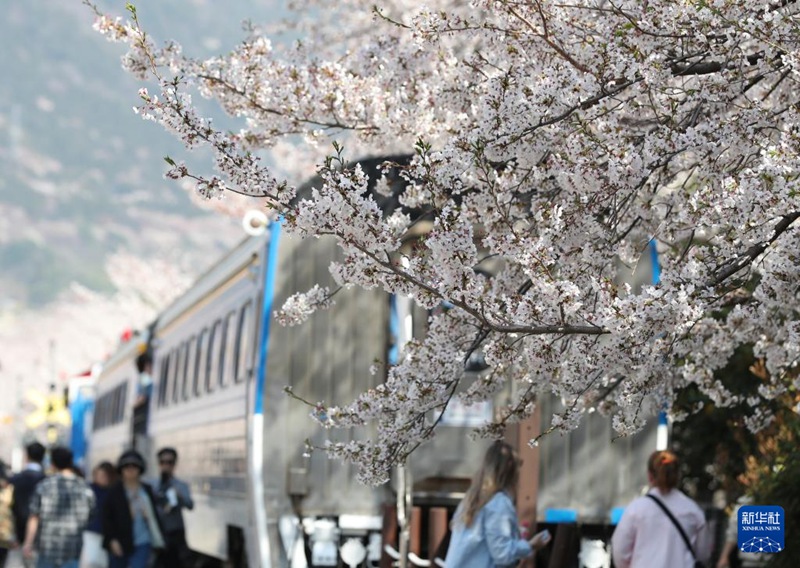 这是4月2日在韩国昌原市拍摄的盛开的樱花。