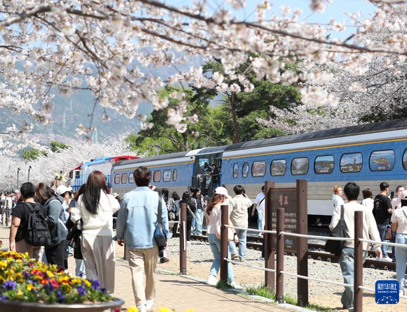4月2日，游客在韩国昌原市的镇海军港樱花节上欣赏樱花。