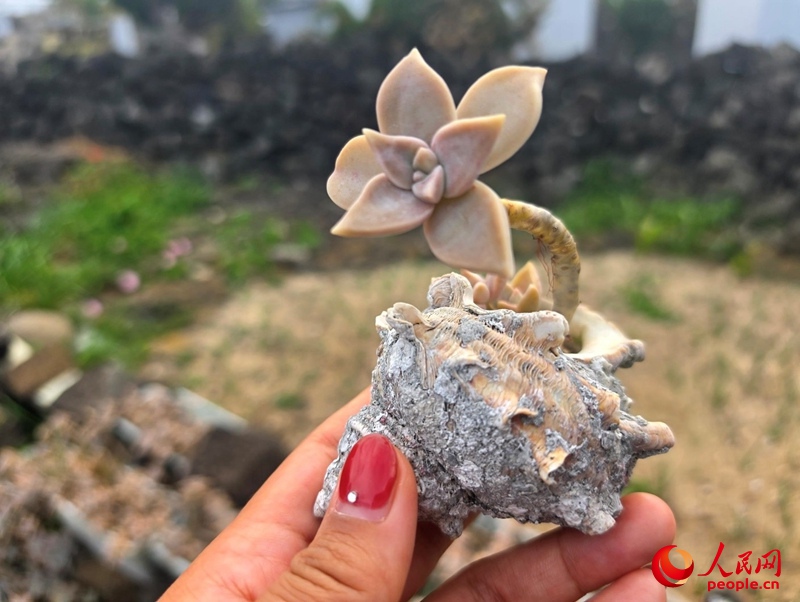海螺壳化作天然花盆，一株多肉植物在海螺壳中悄然生长，为渔村增添了一份别致的生活情趣。人民网 张锴摄