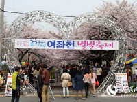 韩国“樱花之城”——镇海