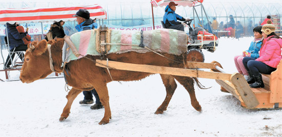 韩国七甲山冰喷泉庆典  牛拉雪橇手抓冰鱼游客乐在其中