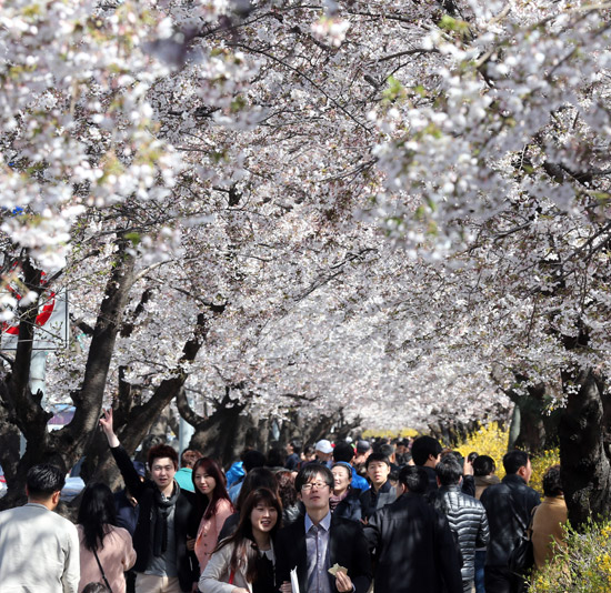 韩国：遮天蔽日的汝矣岛樱花  美不胜收的春日景色