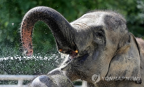 组图】韩国动物园夏季清凉方法多吃冰砖冲凉各