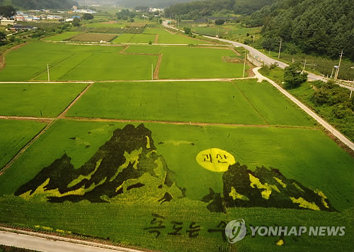 韩国水稻田里的“独岛”图为韩国忠清南道槐山郡的一块水稻田里的“独岛”图案图片来源 韩联社