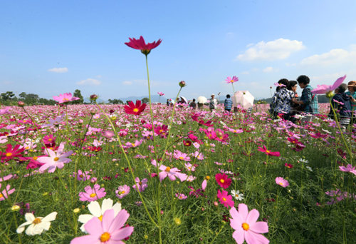 金秋时节  韩国大波斯菊怒放惹人醉韩联社图片