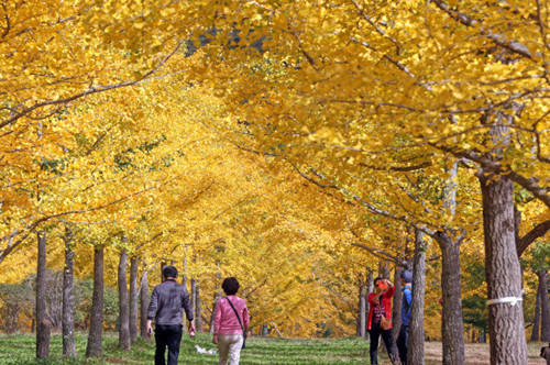 韩国江原道银杏树森林公园变身金色的童话世界韩联社图片