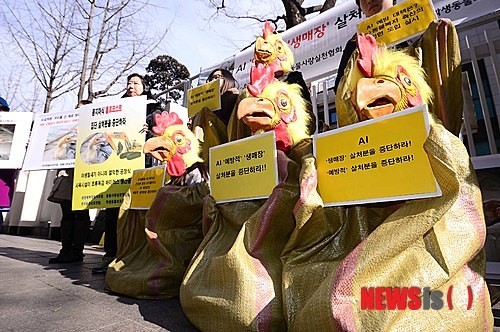 韩动物保护协会:要求中断活禽宰杀措施