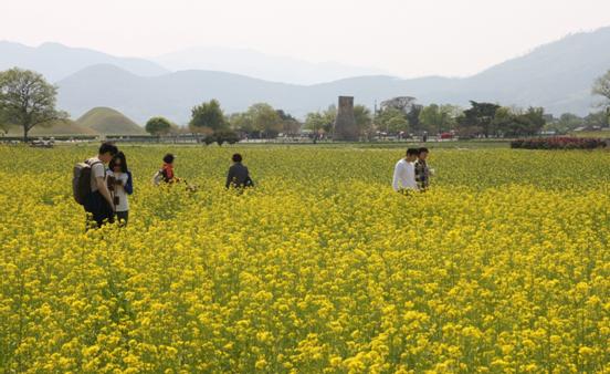 继樱花之后，油菜花又开满了庆州，不仅是庆州市民，很多外地游客也接踵而至。