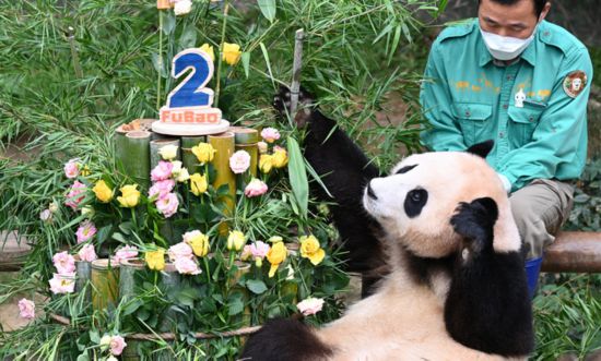 萌萌噠！韓國為大熊貓“福寶”慶祝2歲生日 特制蛋糕亮了