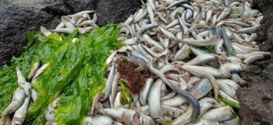 韩国海岸连续发生鱼群大量死亡事件