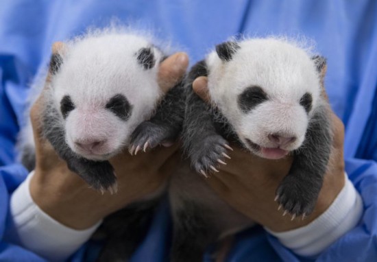 太可爱了！在韩大熊猫双胞胎满月照曝光 老二吐舌头卖萌